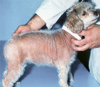 dog hair loss disease